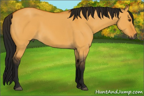 Horse Color:Gray Buckskin Dun 
