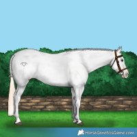 Horse Color:Red Dun Appaloosa  and Gold Champagne Dun Appaloosa 
