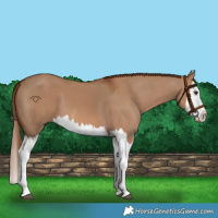 Horse Color:Red Dun Splash  and Red Dun Splash 