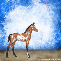 Horse Color:Bay  and Bay Frame 