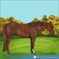 Horse Color:Liver Chestnut  and Chestnut 