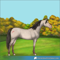 Horse Color:Amber Champagne Roan Dun 