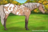 Horse Color:Silver Brown Dun Appaloosa 