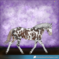 Horse Color:Liver Chestnut Sabino Appaloosa 