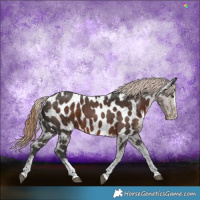 Horse Color:Liver Chestnut Sabino Appaloosa 