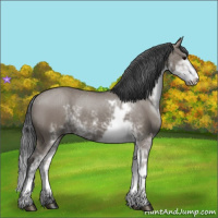 Horse Color:Grullo Sabino Rabicano 