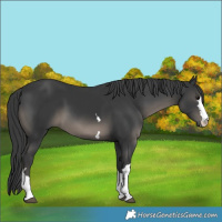 Horse Color:Black 