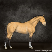 Horse Color:Buckskin Rabicano 