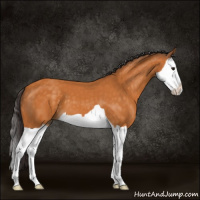 Horse Color:Buckskin Splash 