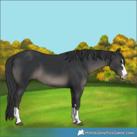 Horse Color:Black 