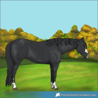 Horse Color:Black 