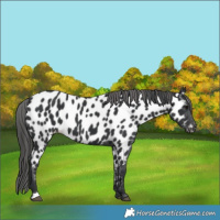Horse Color:Black Near Leopard 