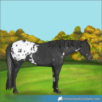Horse Color:White Spotted Black Varnish