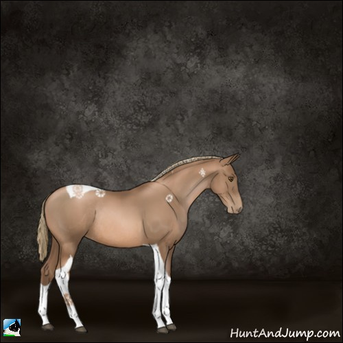 Horse Color:Liver Chestnut Pearl Tobiano Rabicano 