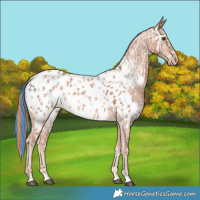 Horse Color:Painted Chestnut Ice Appaloosa 