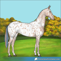 Horse Color:Painted Chestnut Ice Appaloosa 
