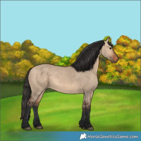 Horse Color:Bay Dun 