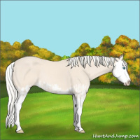Horse Color:Cremello Splash and Cremello Splash