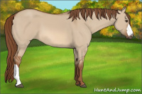 Horse Color:Red Dun 