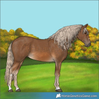 Horse Color:Chocolate Palomino 