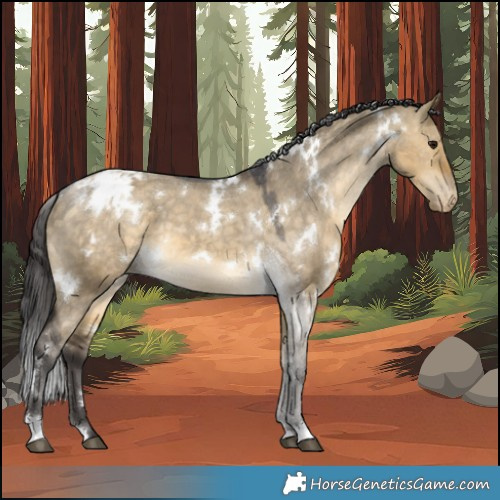 Horse Color:White Spotted Buckskin Dun Appaloosa 