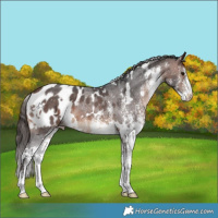 Horse Color:White Spotted Bay Appaloosa 