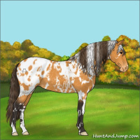 Horse Color:White Spotted Buckskin Appaloosa 
