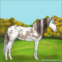 Horse Color:White Spotted Classic Champagne Splash Appaloosa Rabicano 