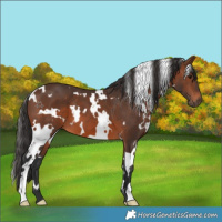 Horse Color:White Spotted Brown 