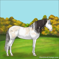 Horse Color:White Spotted Amber Champagne Roan Dun Splash 