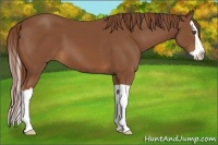 Horse Color:Chestnut Splash 