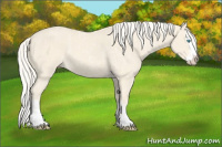 Horse Color:Cremello Roan Splash and Cremello Roan Splash