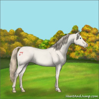 Horse Color:Smoky Creme Roan Dun
