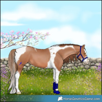 Horse Color:Brown Pearl Splash Tobiano 