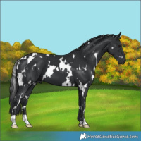 Horse Color:White Spotted Black