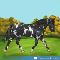 Horse Color:White Spotted Black