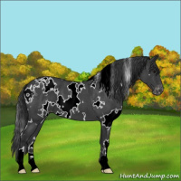 Horse Color:White Spotted Blue Roan Appaloosa 