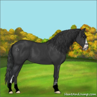 Horse Color:Black Sabino 