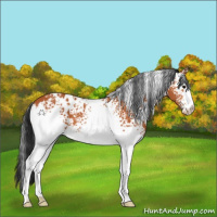 Horse Color:White Spotted Bay Appaloosa 