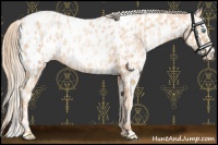 Horse Color:Gold Champagne Pearl Appaloosa Rabicano and Gold Champagne Pearl Appaloosa Rabicano