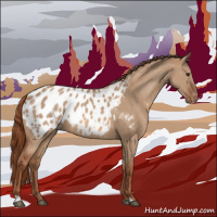 Horse Color:Red Dun Appaloosa 