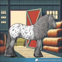 Horse Color:Black Appaloosa 