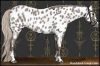 Horse Color:Silver Blue Roan Sabino Appaloosa