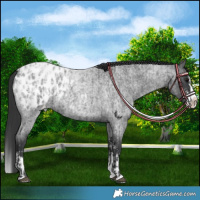 Horse Color:Blue Roan Sabino Splash Blanket  and Blue Roan Sabino Splash Blanket Rabicano 