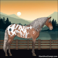 Horse Color:Silver Bay Roan Appaloosa 