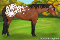 Horse Color:Gray Bay Appaloosa 