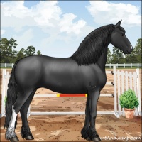 Horse Color:Black 