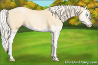 Horse Color:Cremello Splash  and Palomino Pearl Splash 