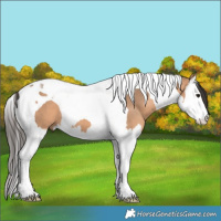 Horse Color:Bay Dun Splash Tobiano 