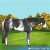 Horse Color:White Spotted Smoky Black Frame 